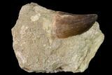 Mosasaur (Prognathodon) Tooth In Rock - Morocco #154840-1